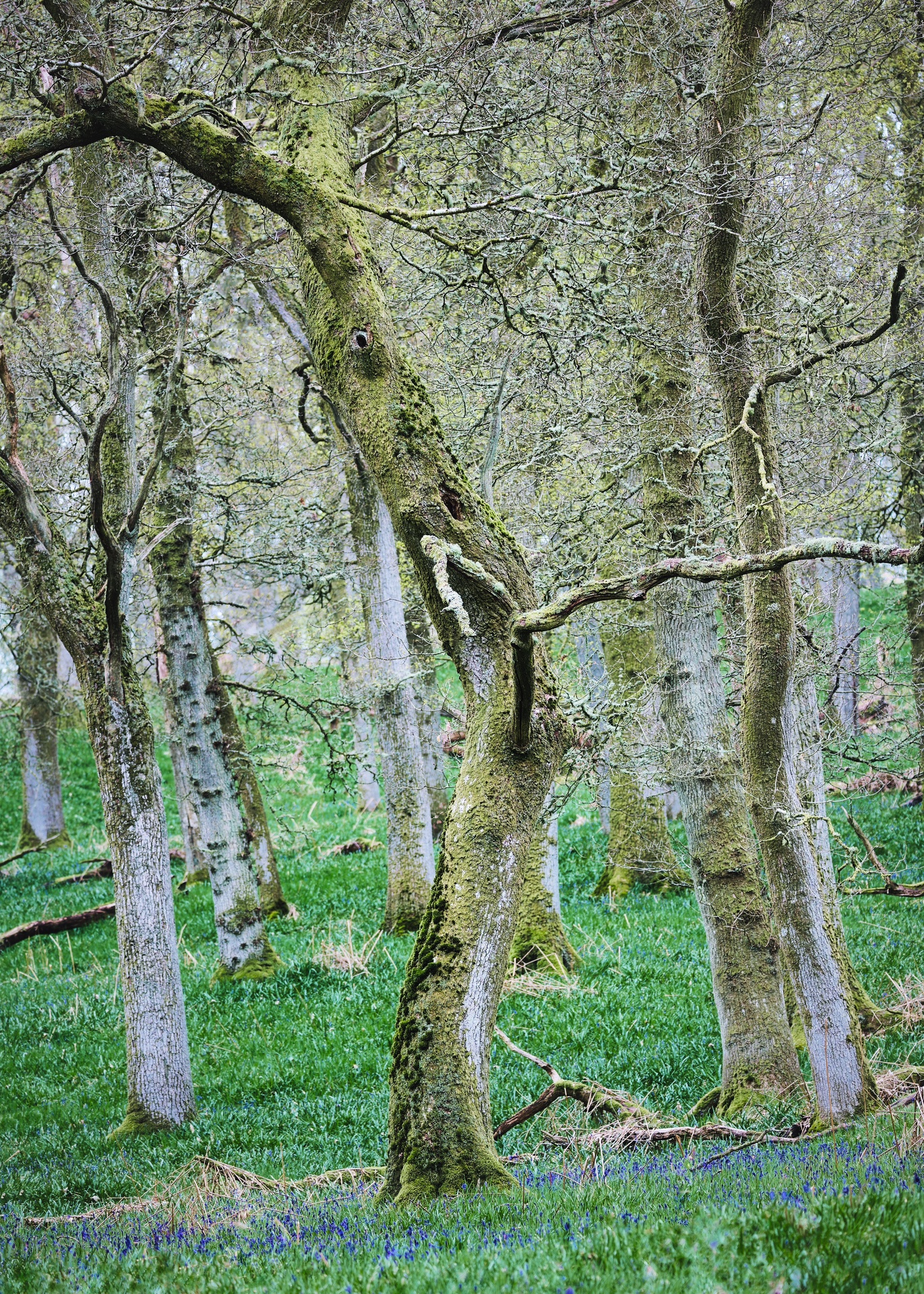 Display image: Around Kinclaven (2): Bluebell Woods