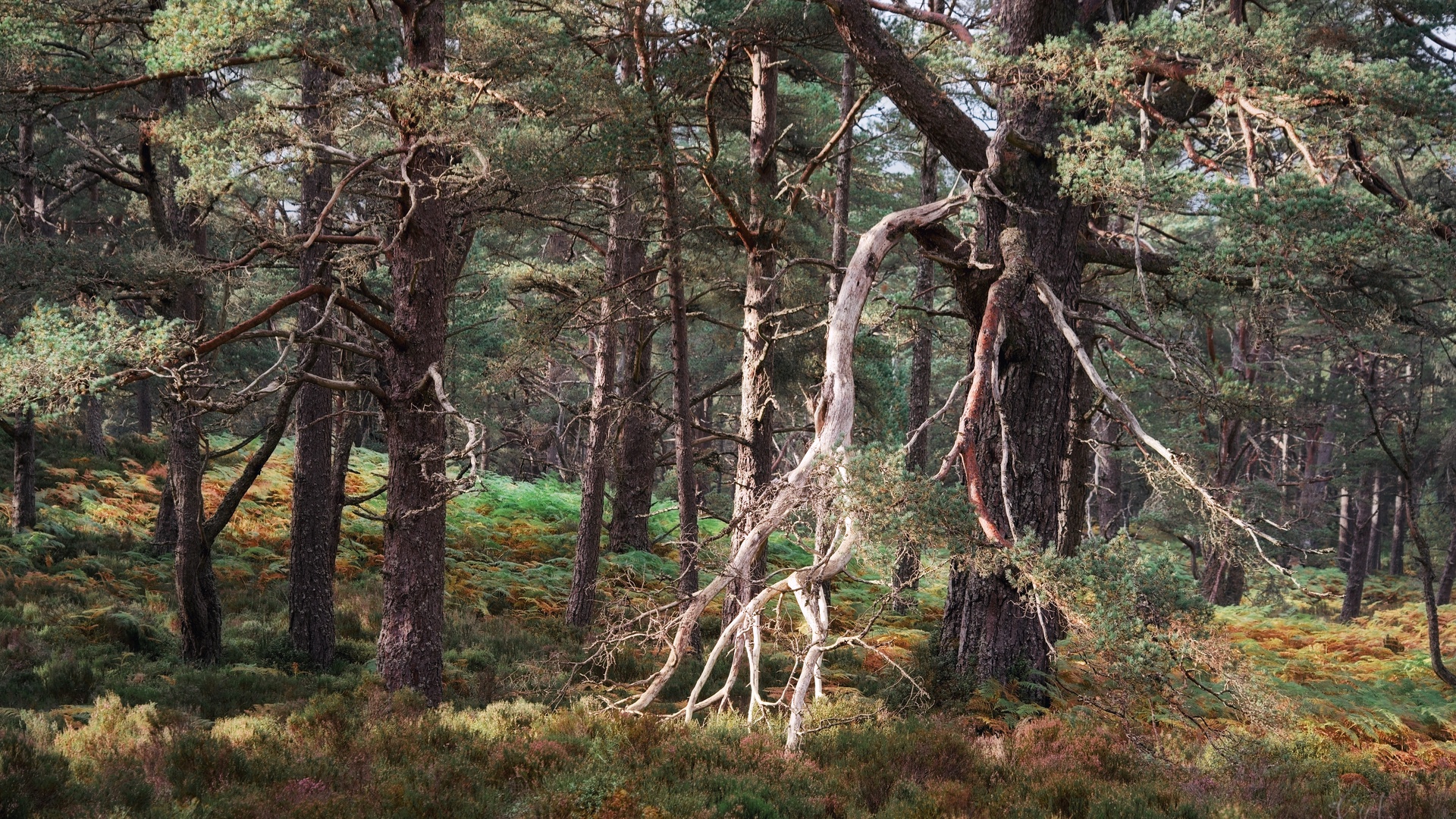Display image: Black Woods of Rannoch: Some Trees 1