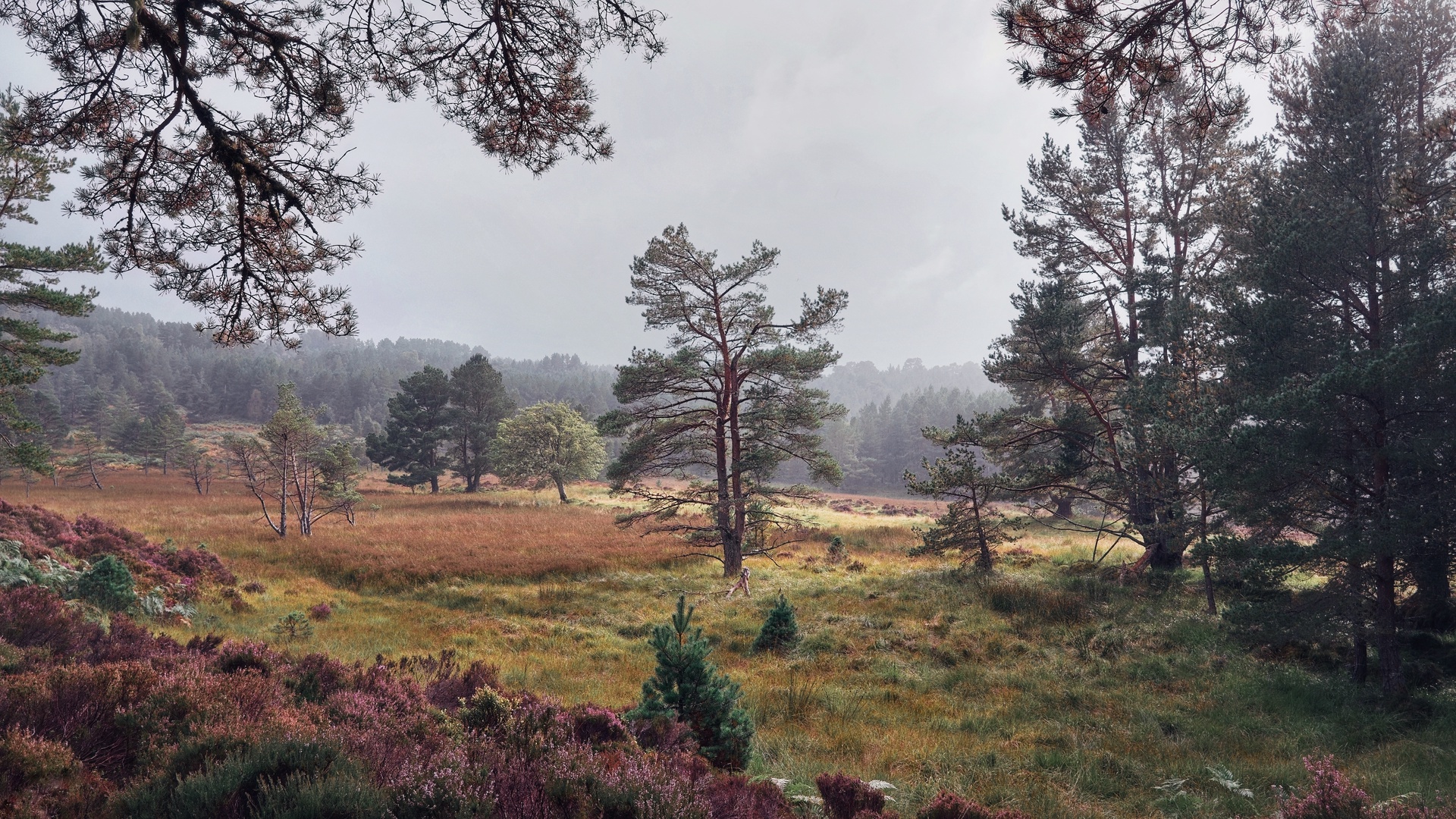 Display image: Black Woods of Rannoch: Some Trees 2