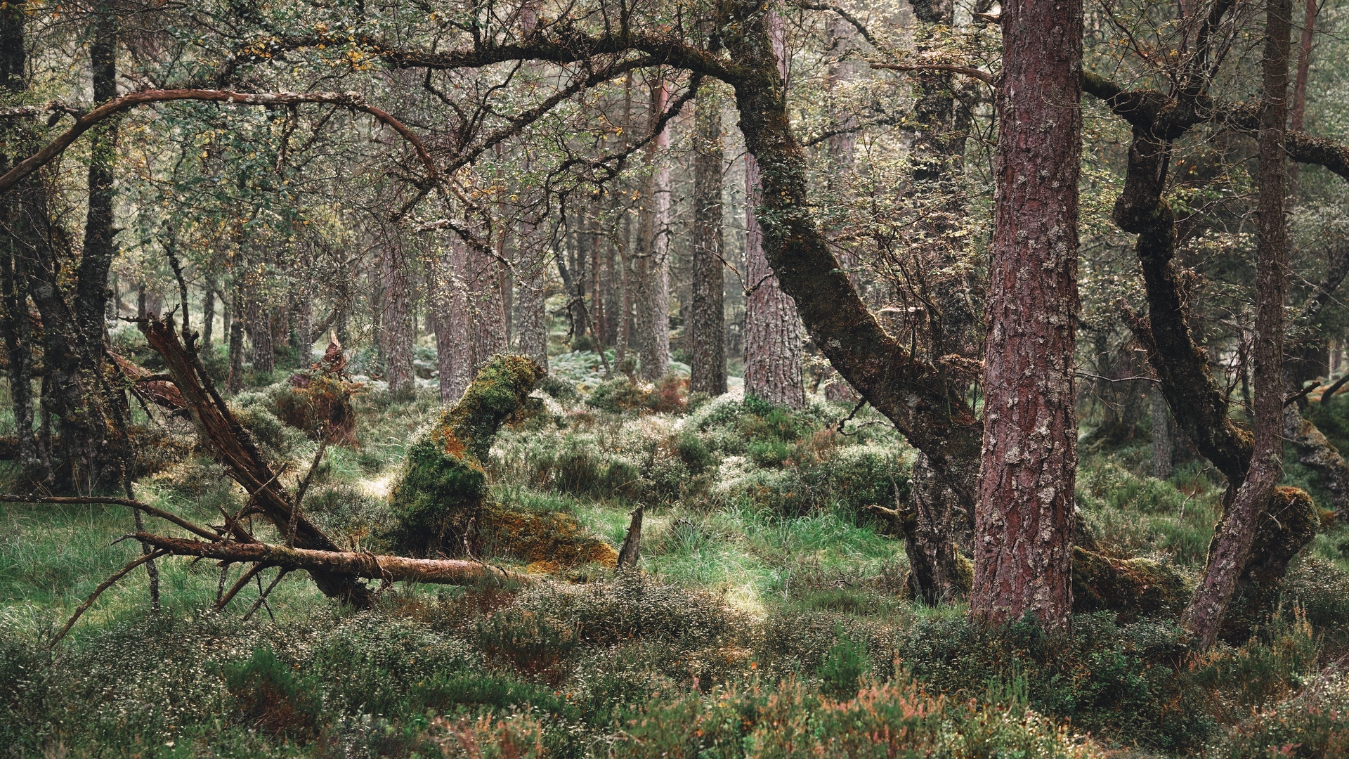 Display image: Black Woods of Rannoch: Some Trees 4