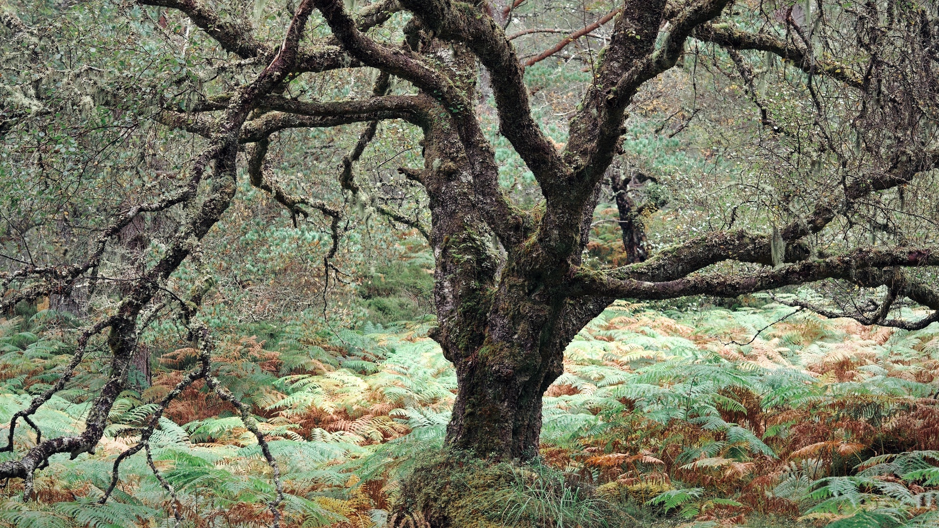 Display image: Black Woods of Rannoch: Some Trees 5