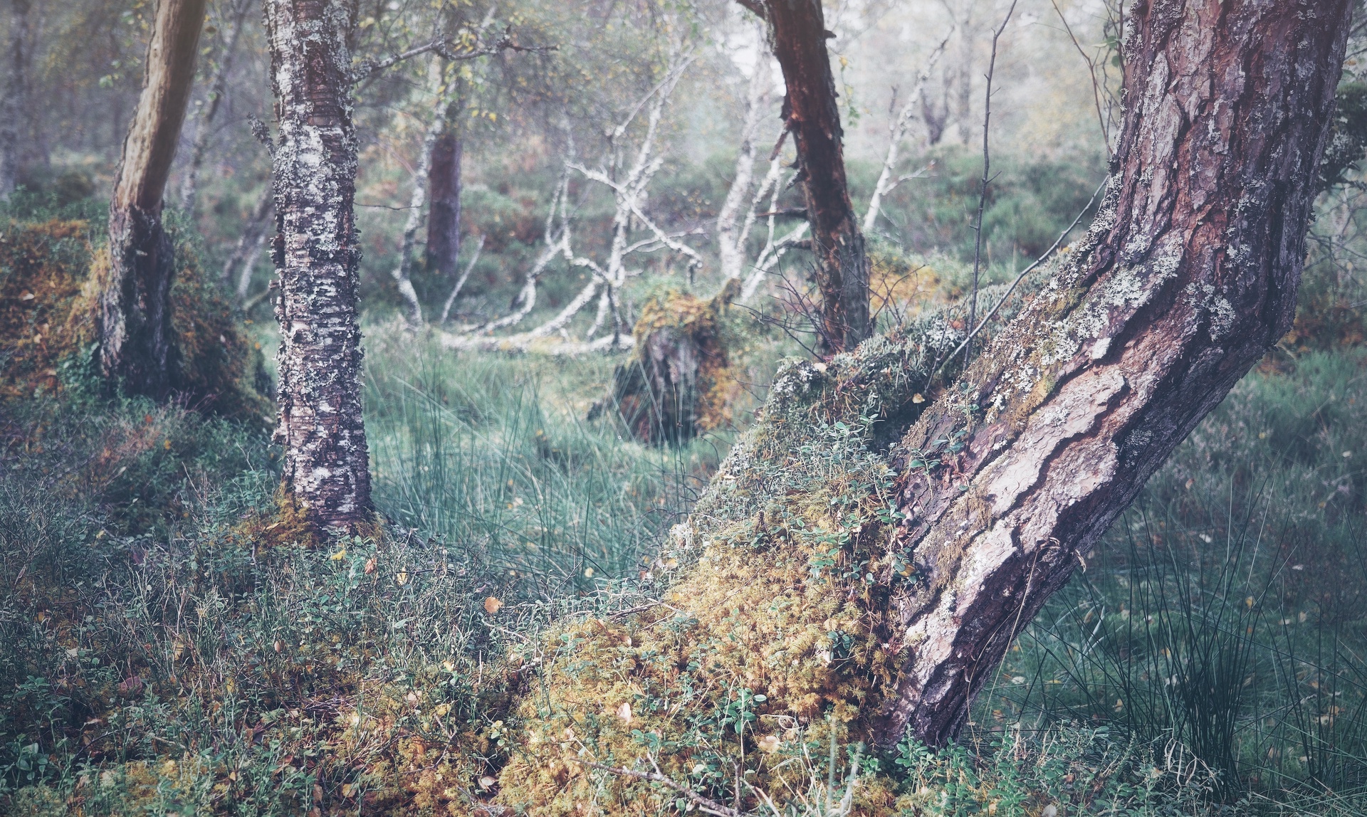 Display image: Black Woods of Rannoch