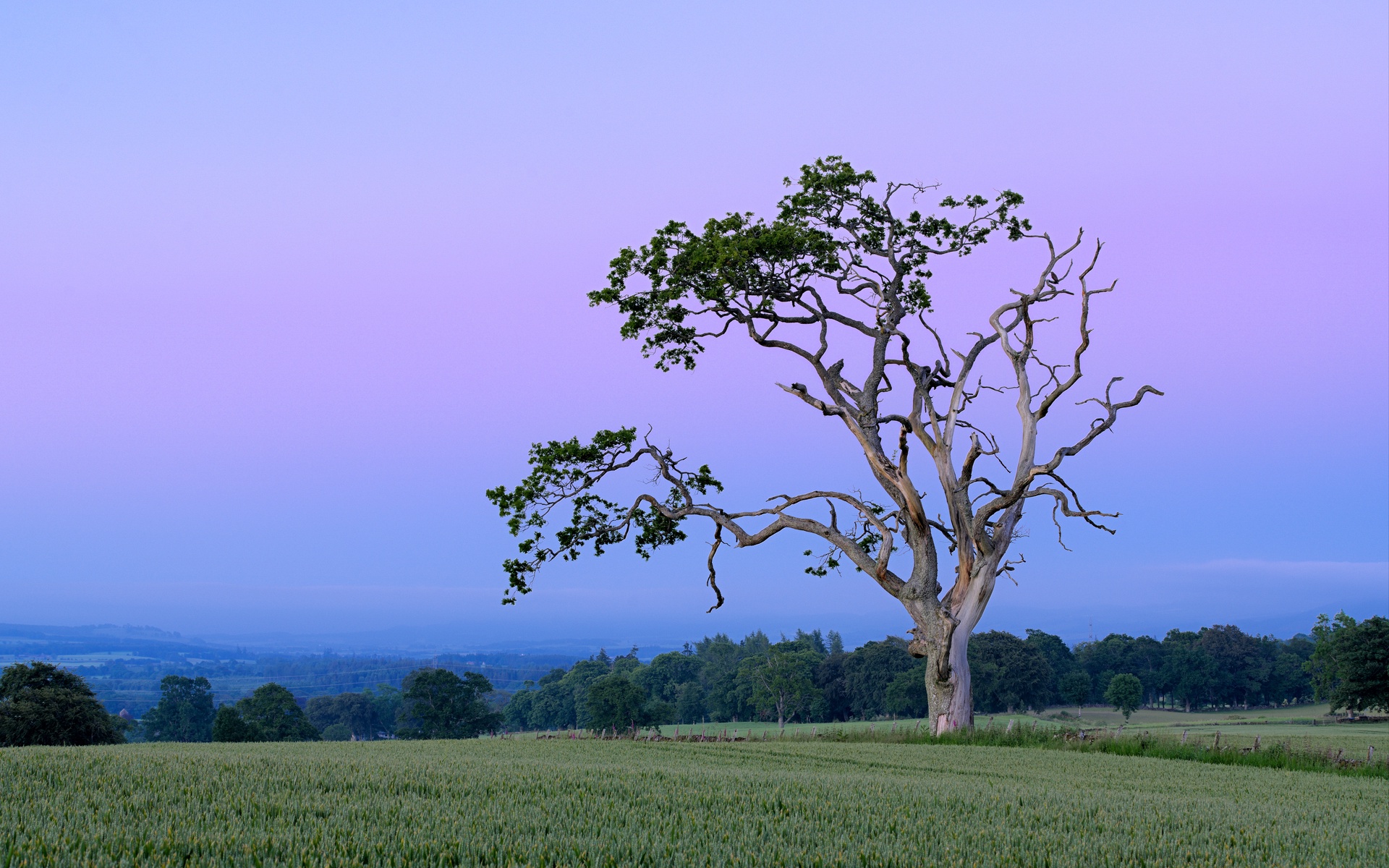Display image: Characterful Tree, Muthill