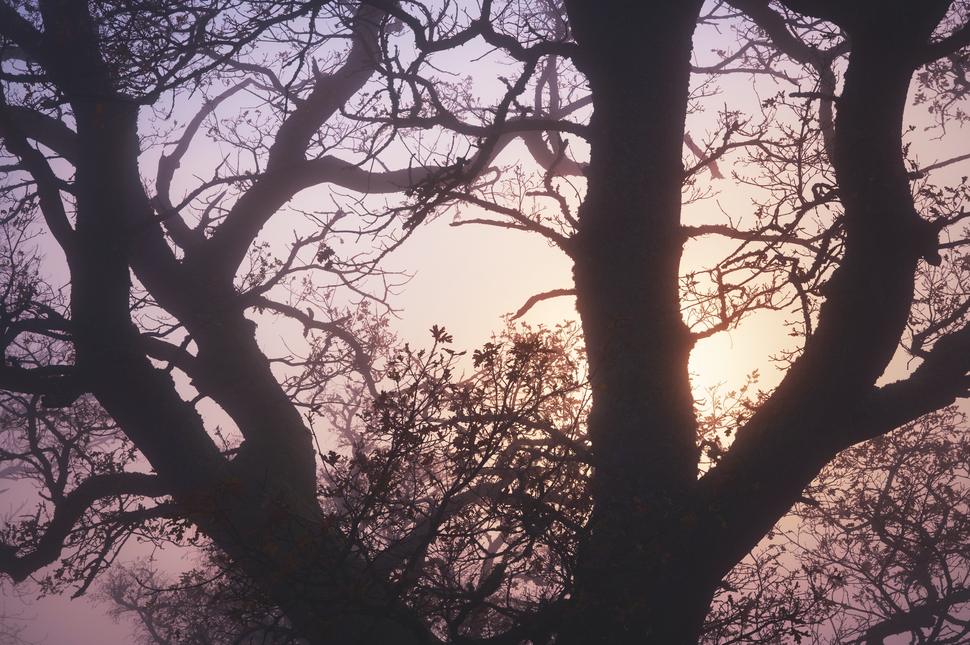 Display image: Foggy Tree