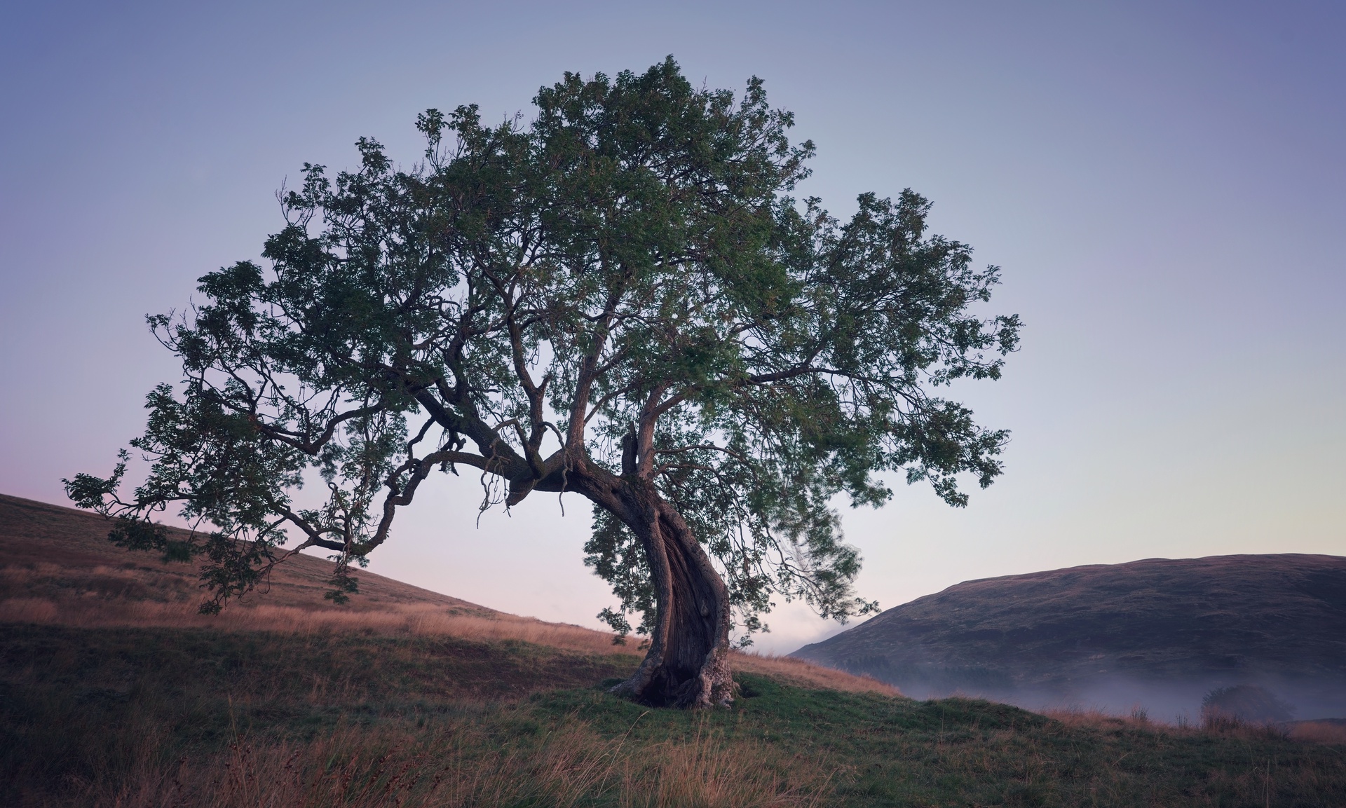 Display image: Frandy Tree before Dawn