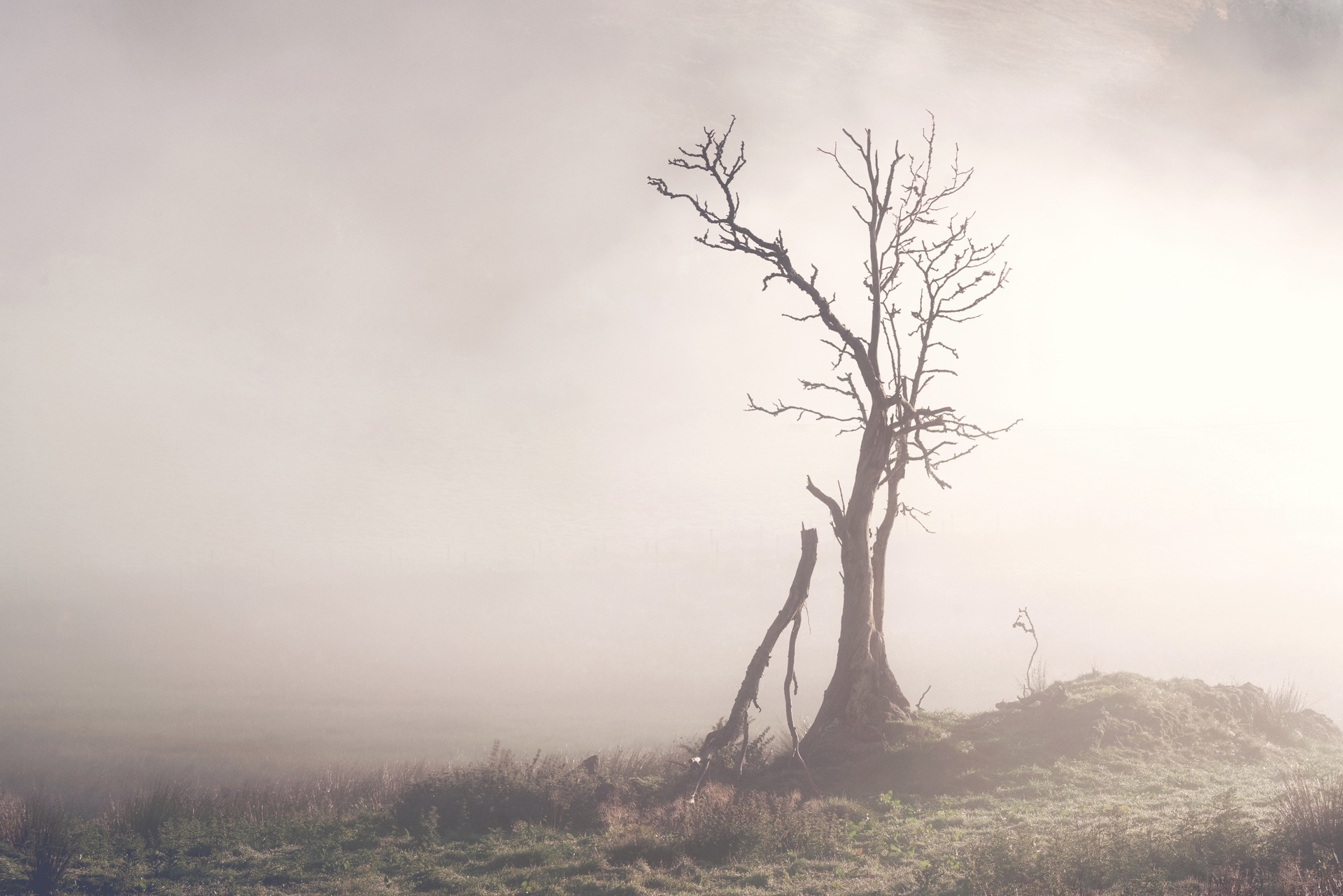 Display image: Lone Tree in the Mist, Glen Devon
