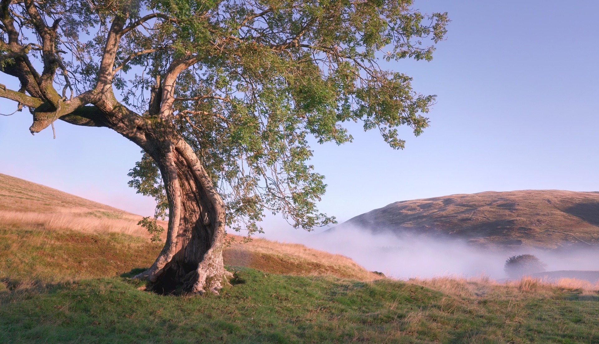 Display image: Misty Morning at the Frandy Tree 1
