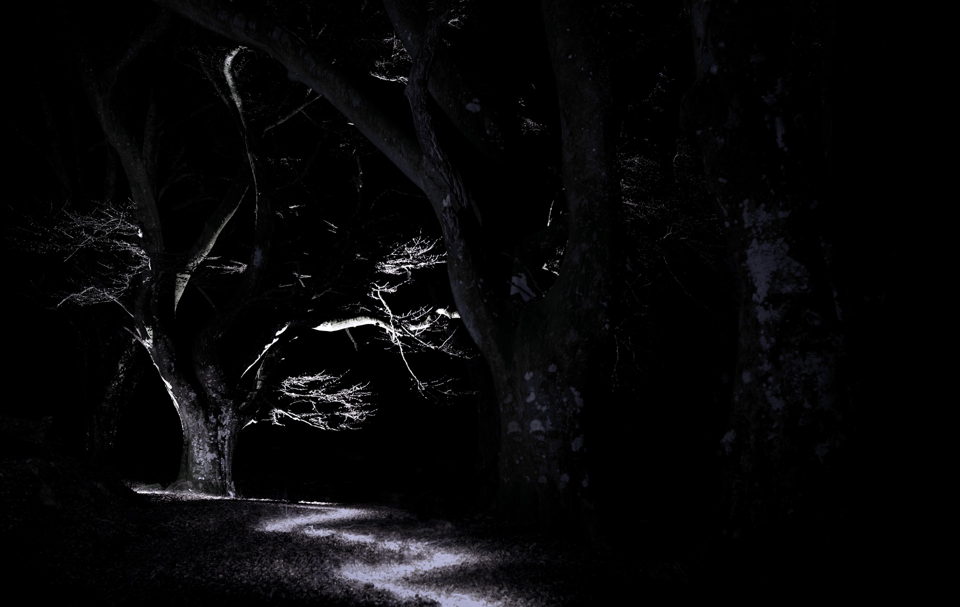 Display image: Spooky Beech Tree, Glen Lyon