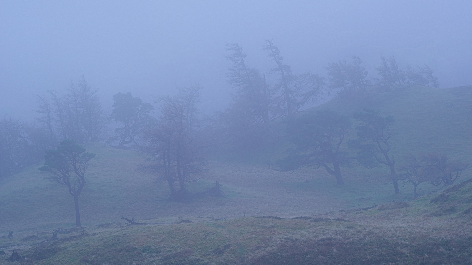 Display image: Trees in the Mist, Craig Varr