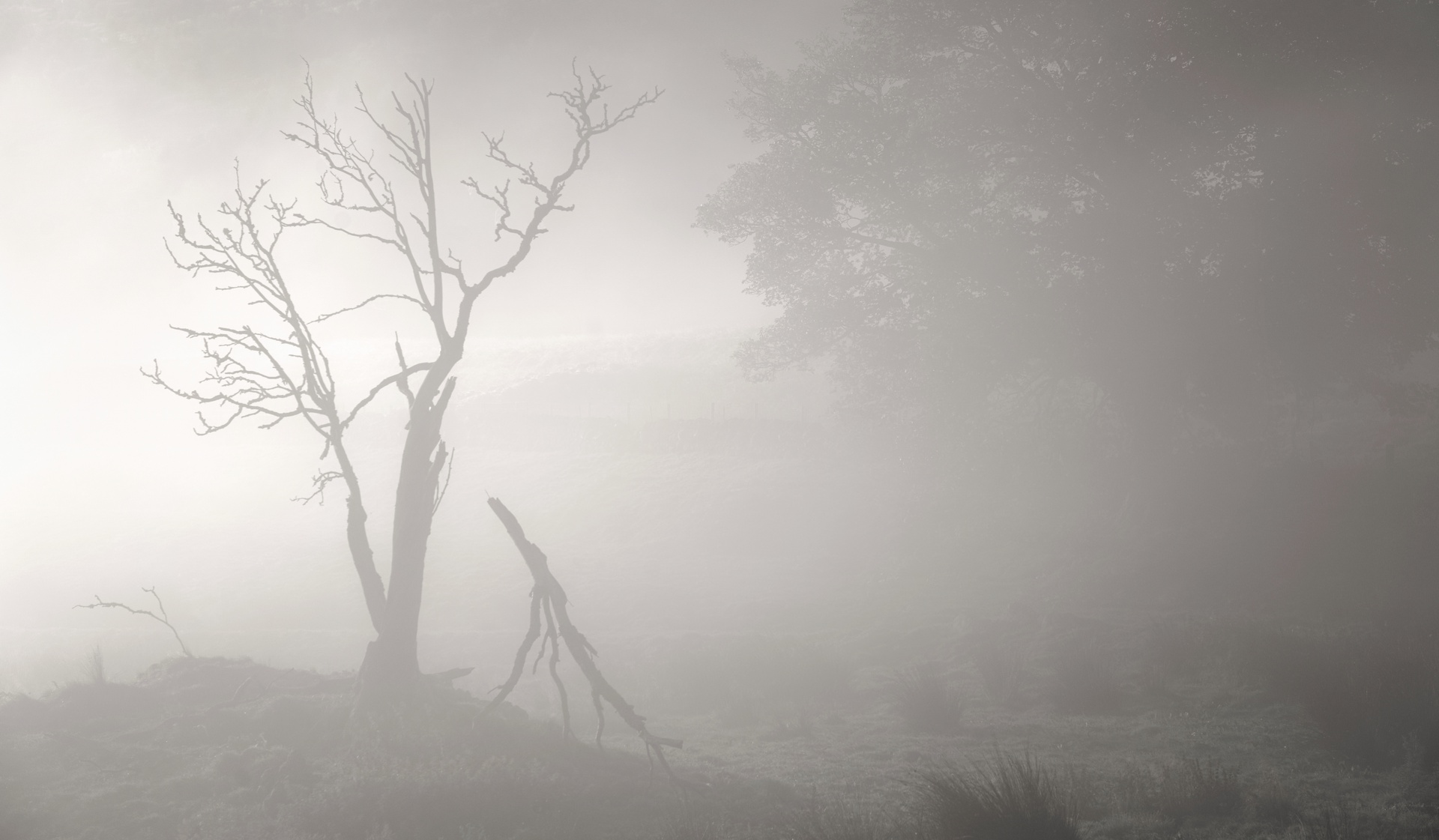Display image: Trees in the Mist, Glen Devon