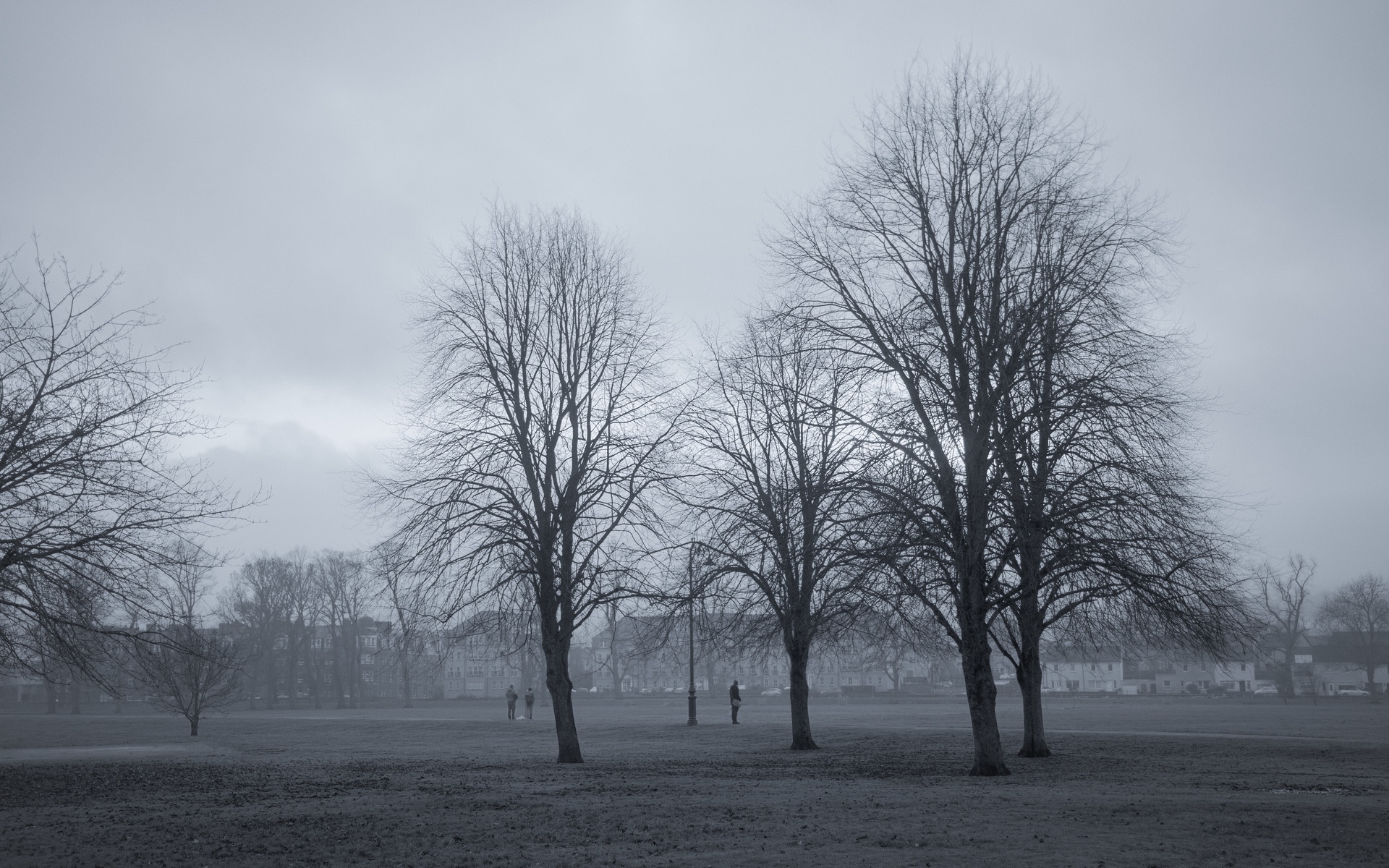 Display image: Trees of the South Inch 1
