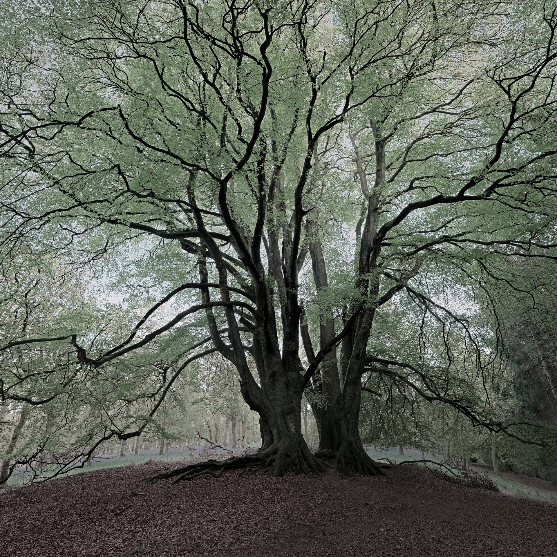 Display image: Under the Beeches