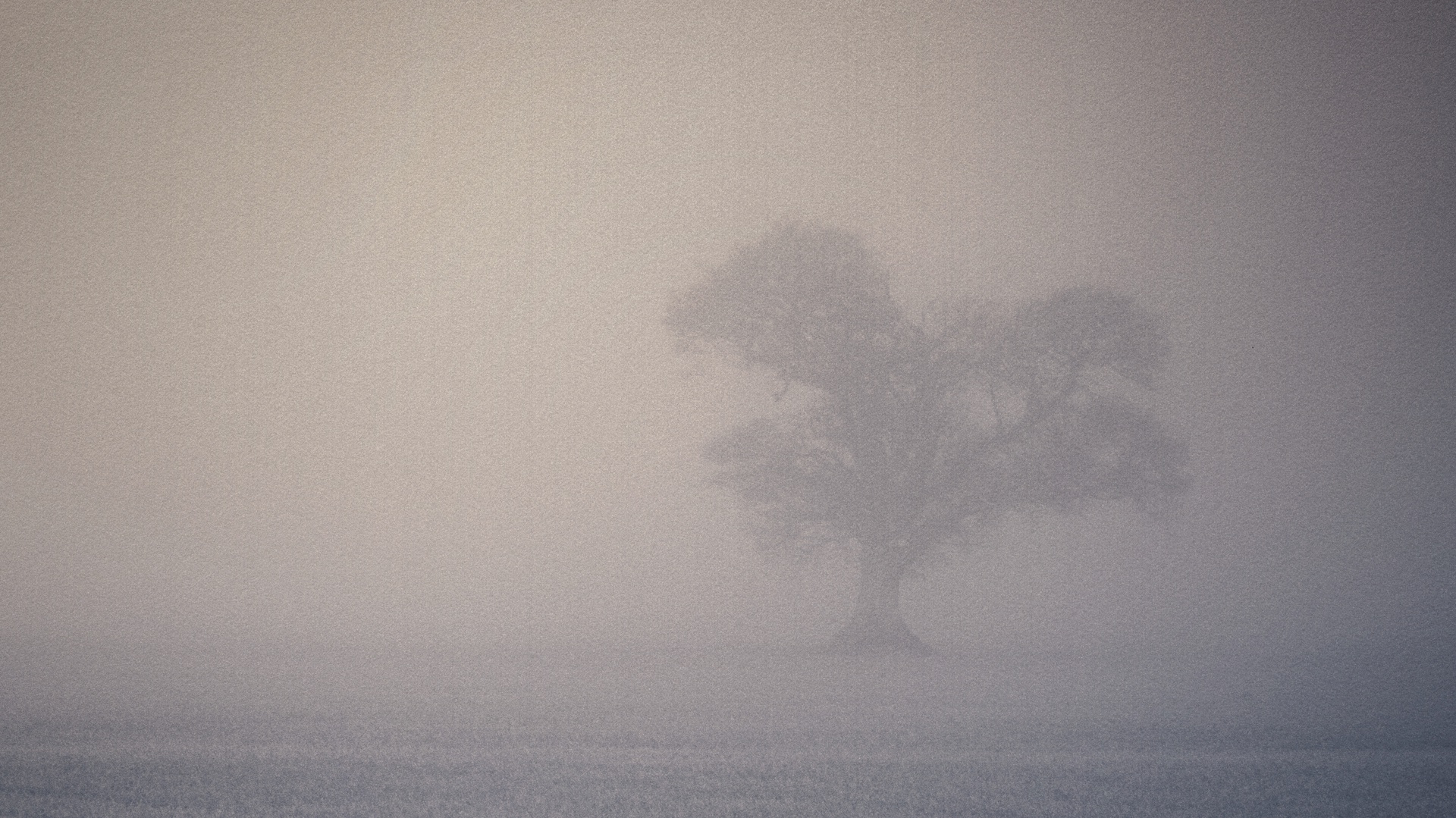 Display image: Windyedge Tree Fog