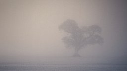 Windyedge Tree Fog