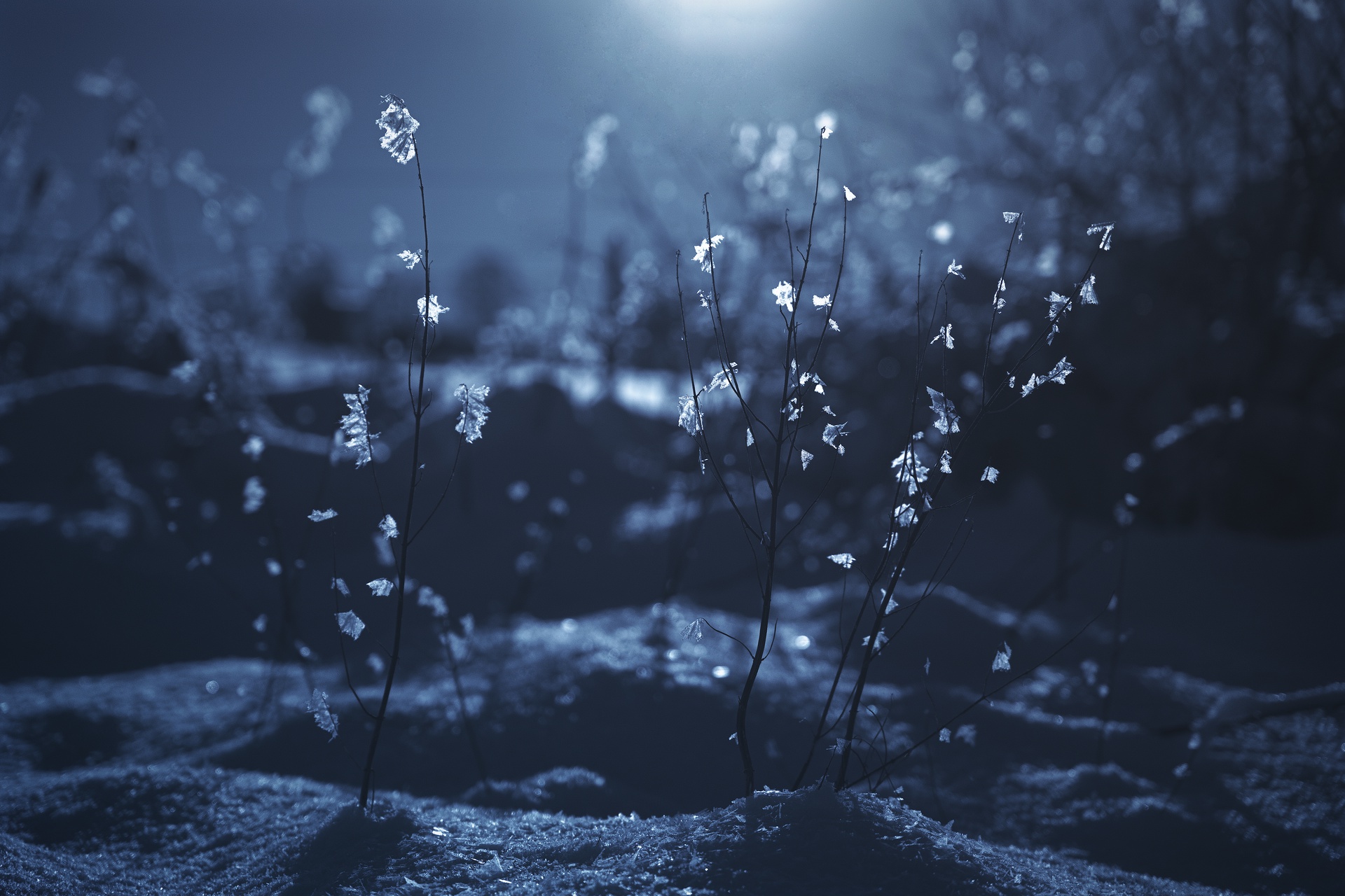 Display image: Winter's Flowers